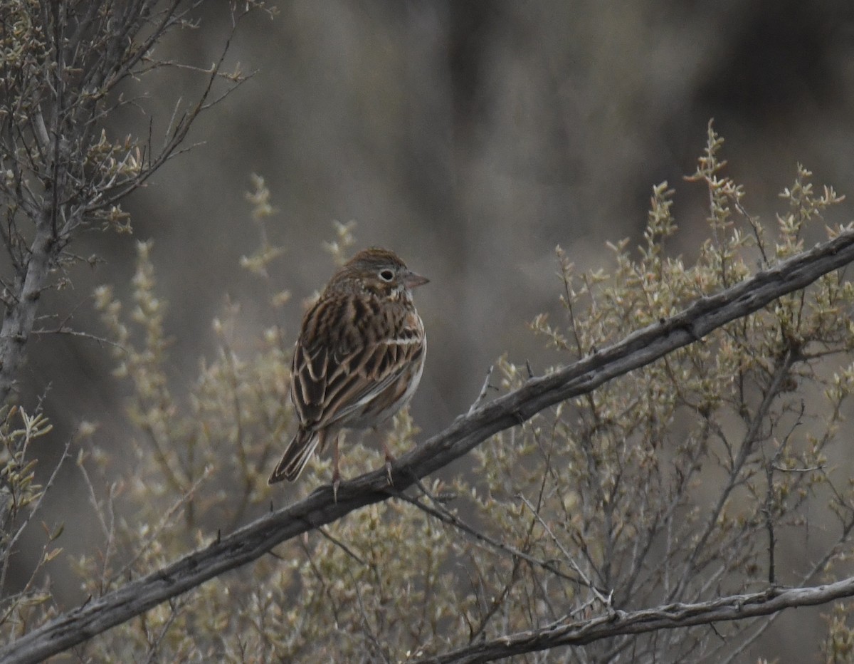Пасовник польовий - ML650406023