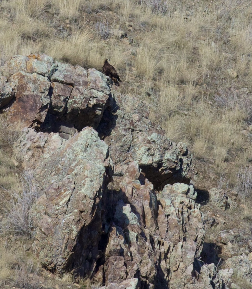 Беркут - ML650406078