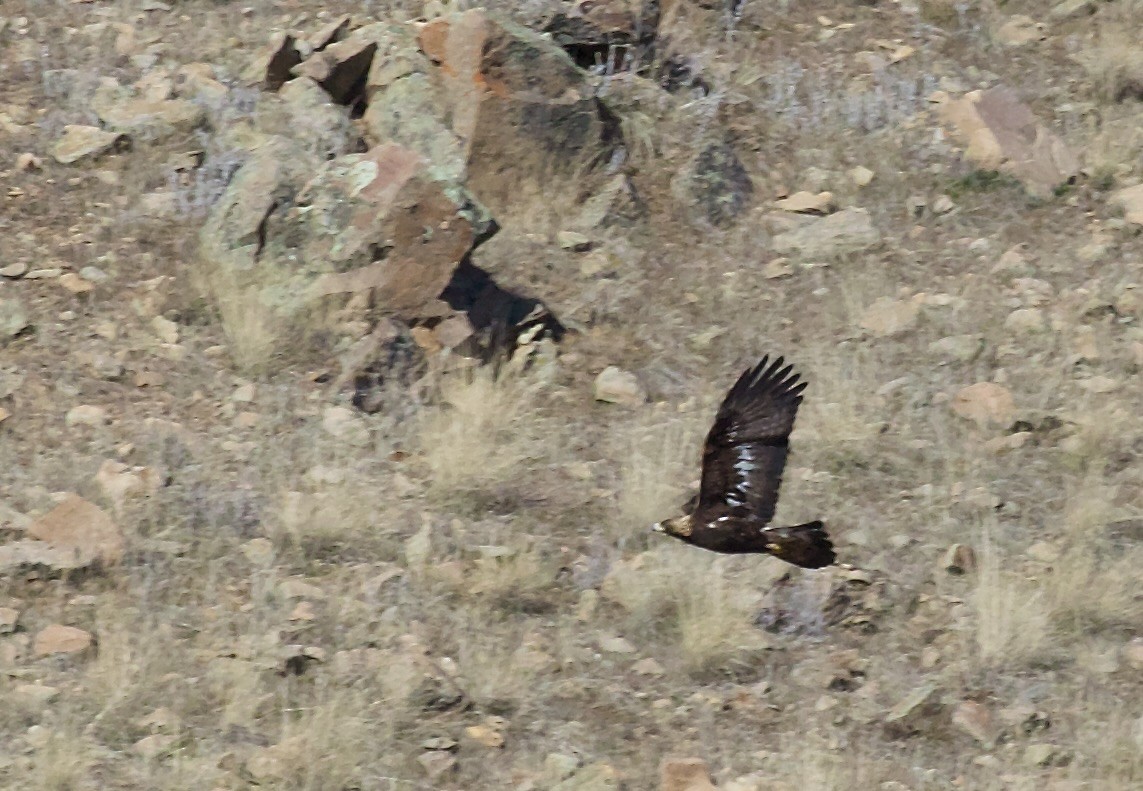 Беркут - ML650406085