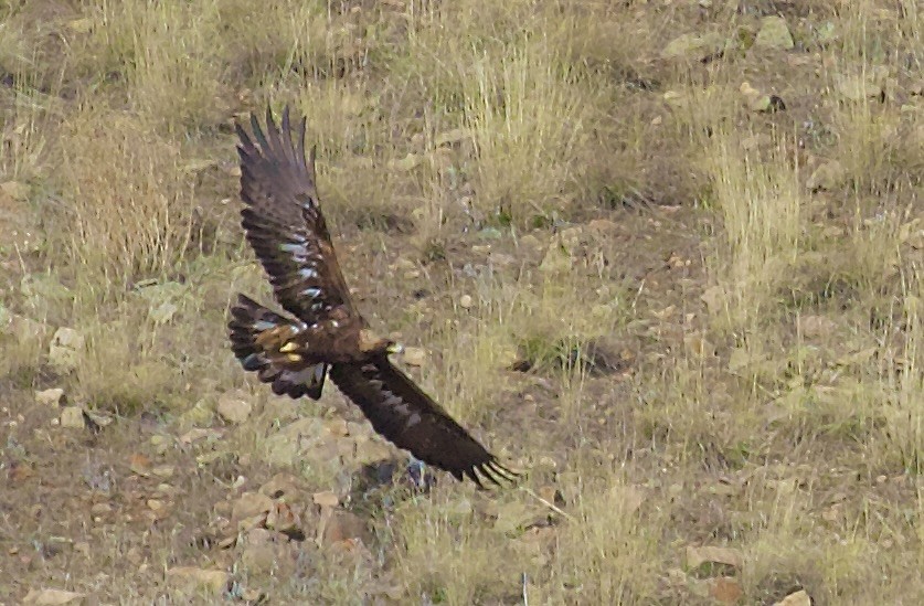 Беркут - ML650406095