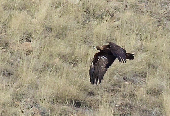 Беркут - ML650406111