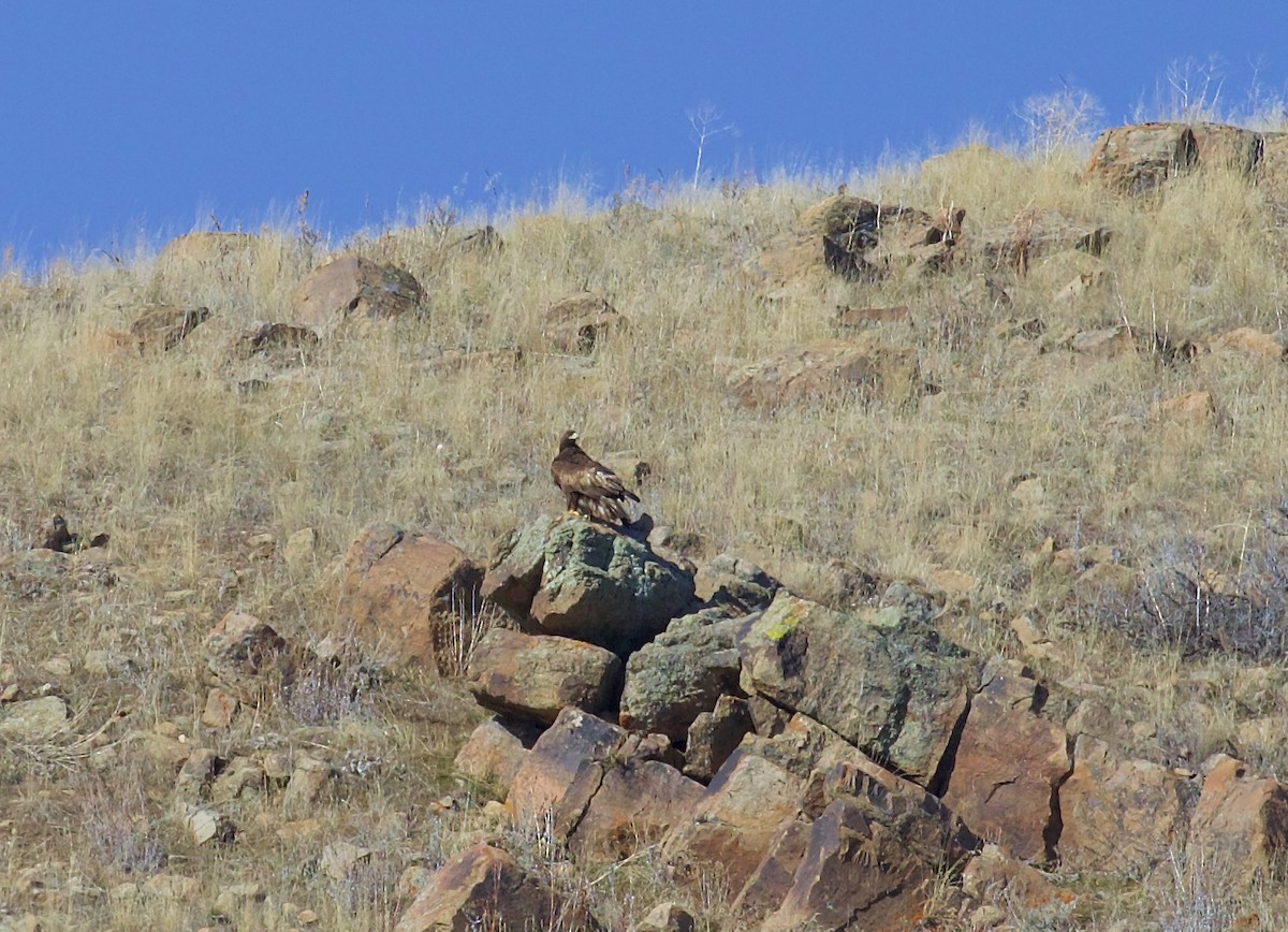 Беркут - ML650406120