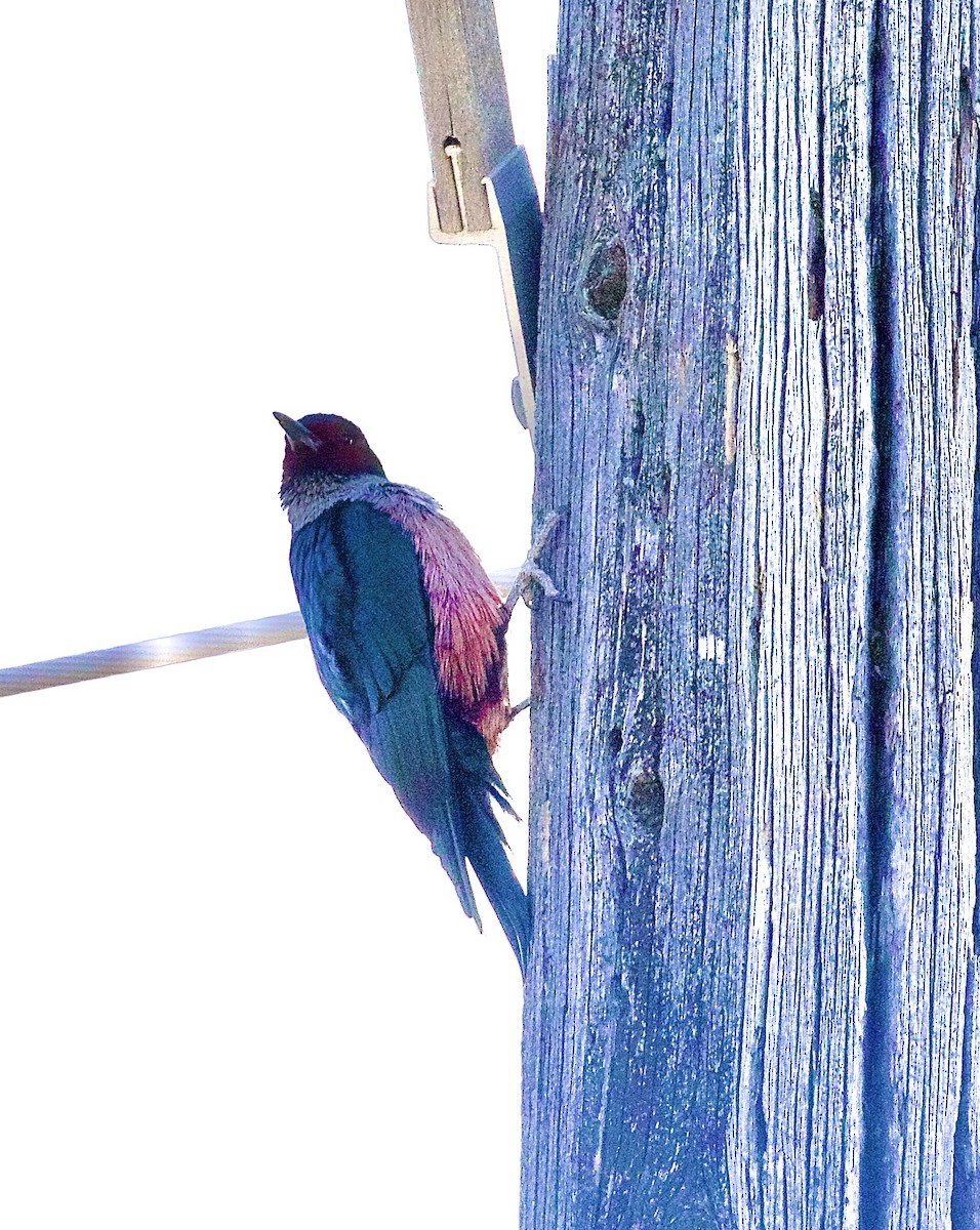 Краснолицый дятел - ML650406204