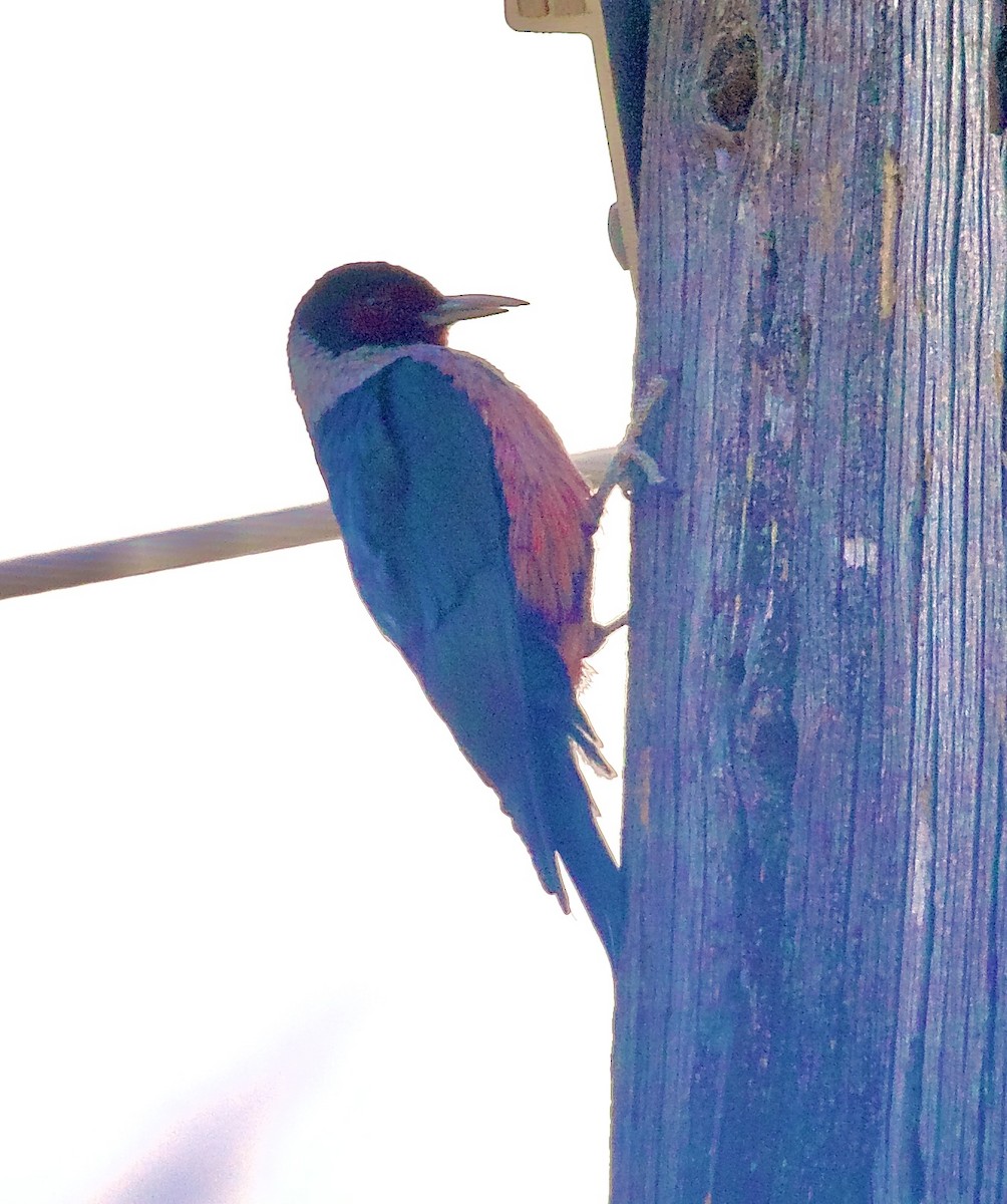 Краснолицый дятел - ML650406222