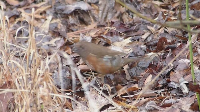 Eastern Towhee - ML650406260