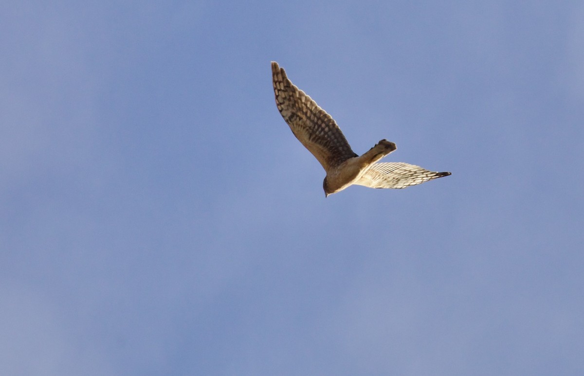 Американский лунь - ML650406310