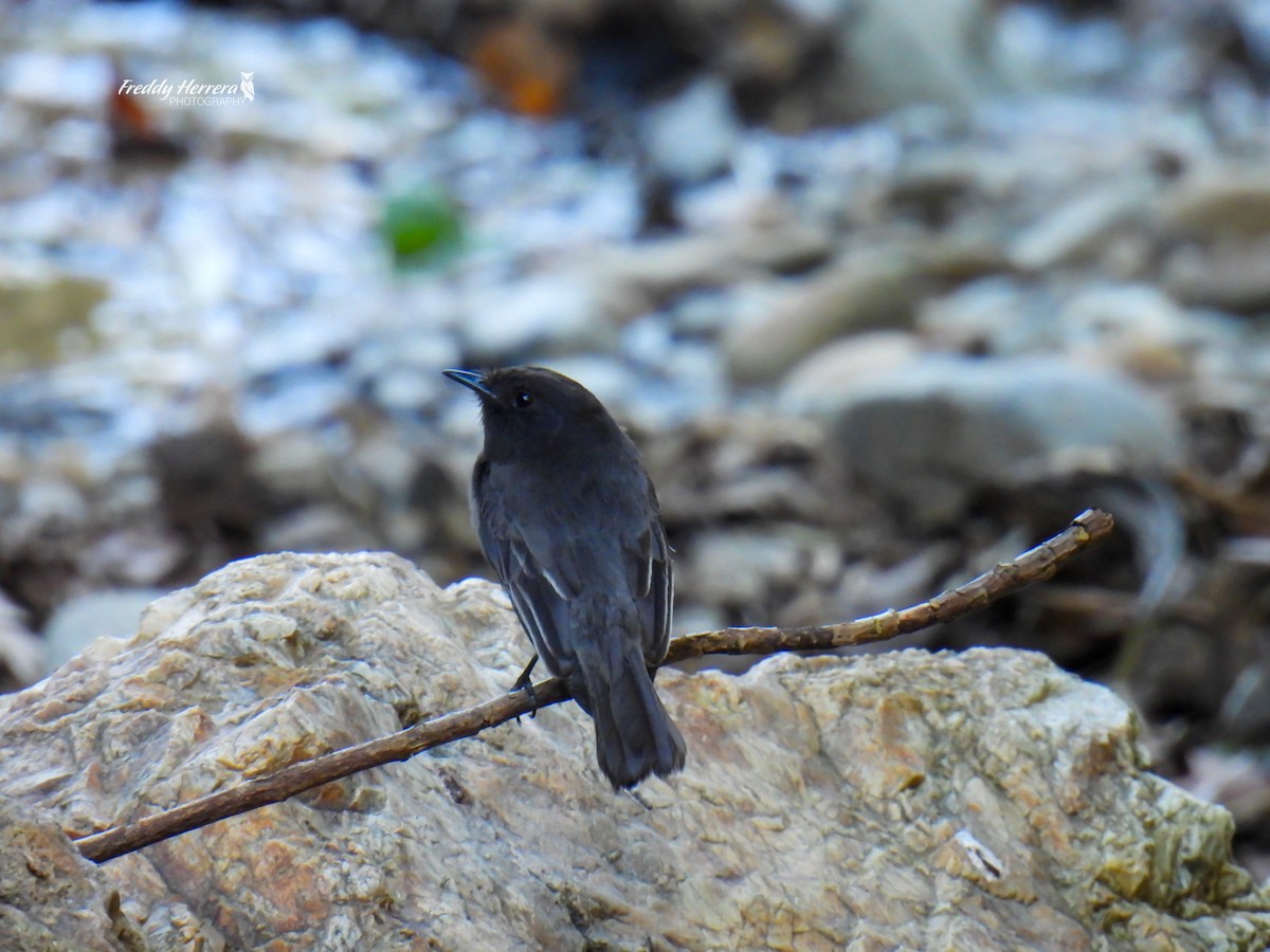 クロツキヒメハエトリ - ML650406359