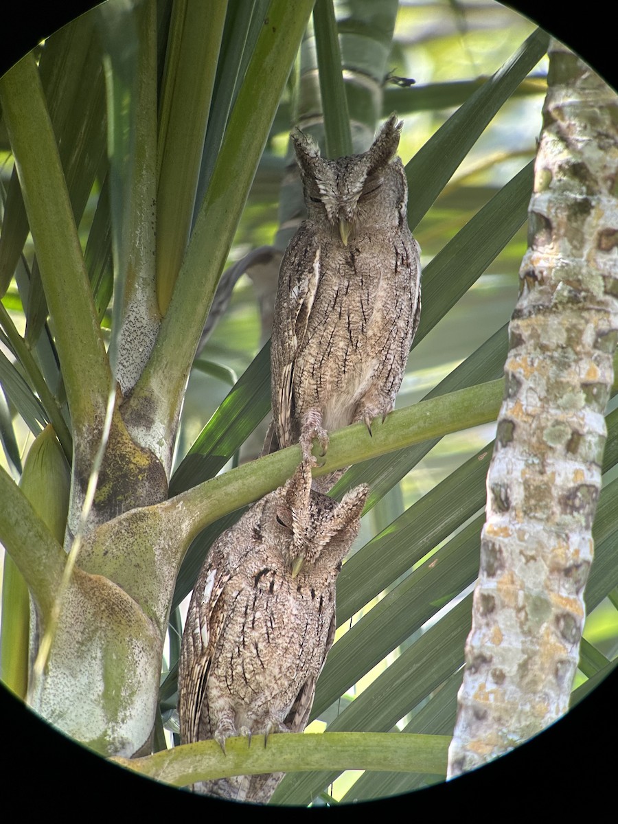 クーパーコノハズク - ML650406389