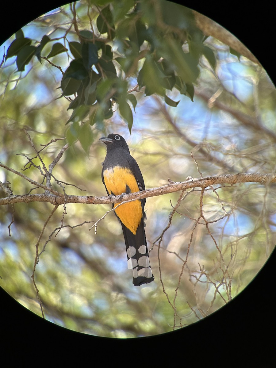 ズグロハグロキヌバネドリ - ML650406397