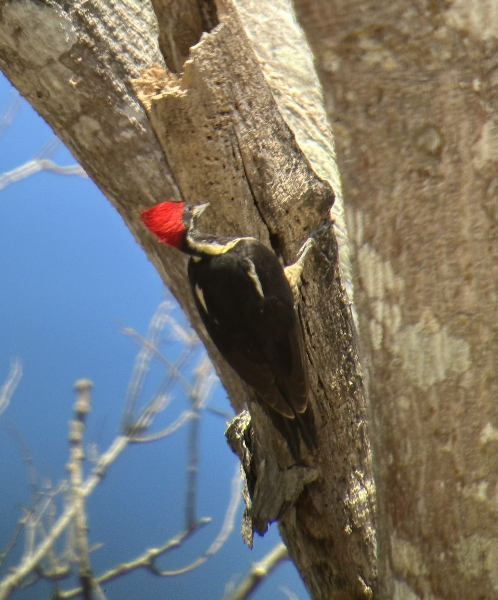 シマクマゲラ - ML650406404