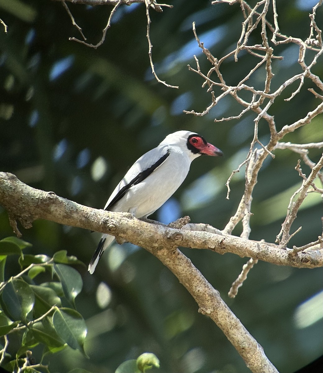 サカツラハグロドリ - ML650406407