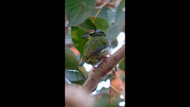 Coppersmith Barbet - ML650406655