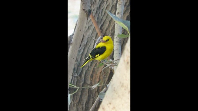 Indian Golden Oriole - ML650406667