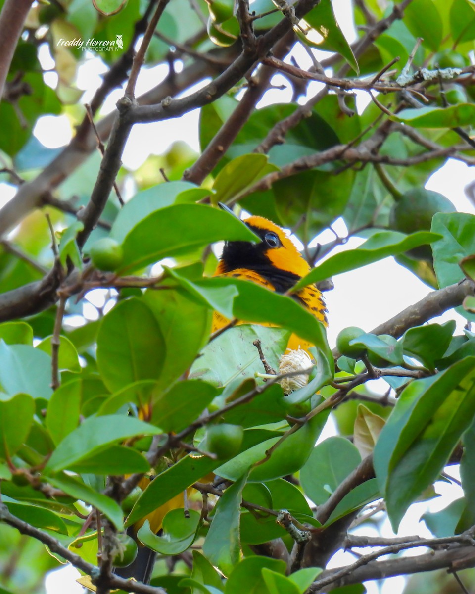 ムナフムクドリモドキ - ML650406758