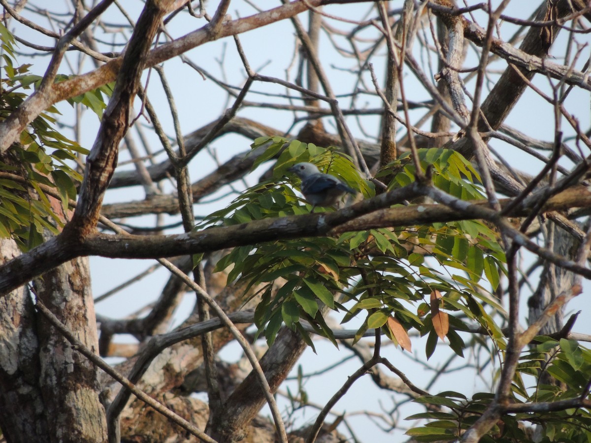 Саяка блакитна - ML650406780