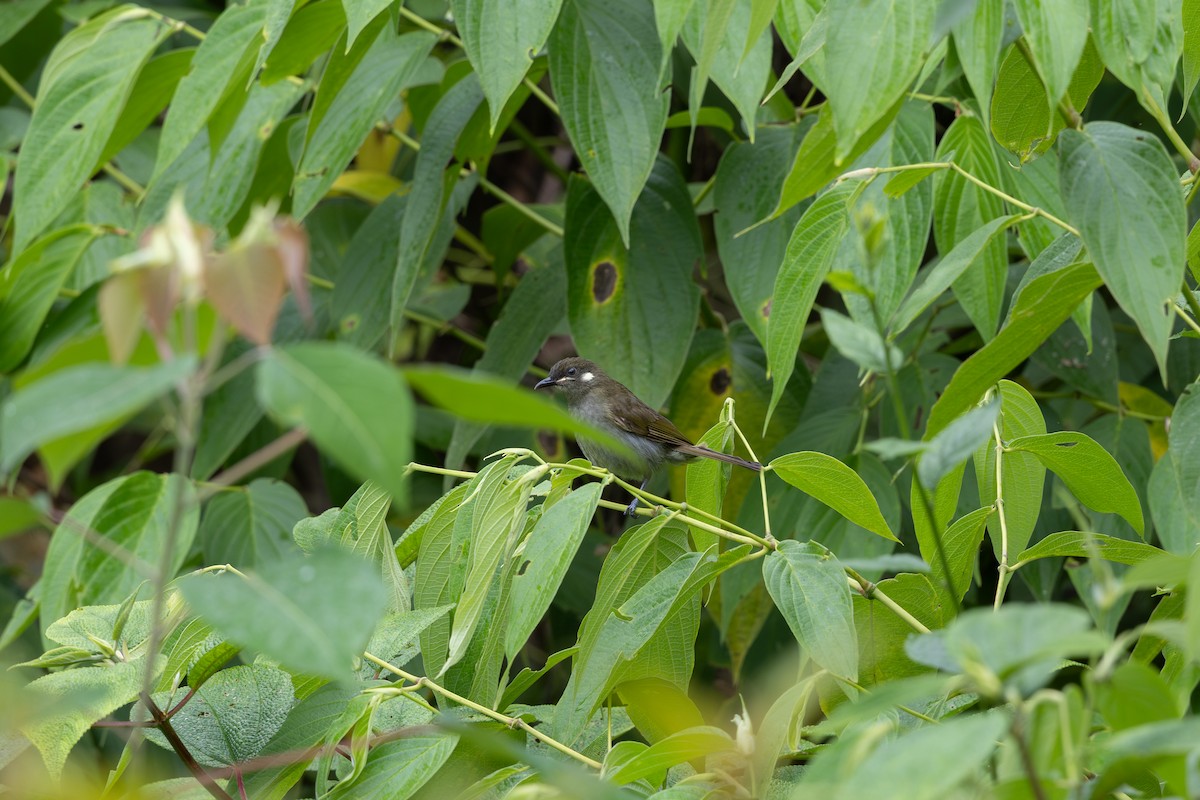 Forest Honeyeater - ML650406853