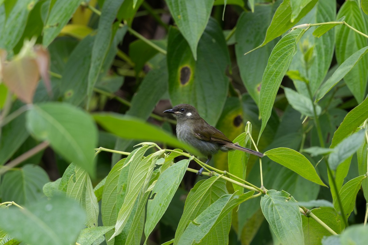 Forest Honeyeater - ML650406855