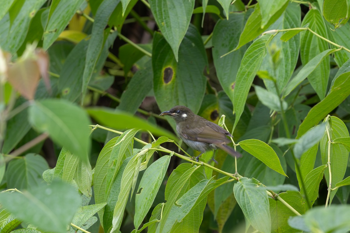 Forest Honeyeater - ML650406857