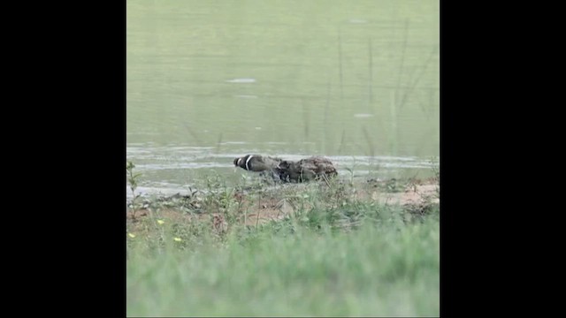 slučice australská - ML650406860