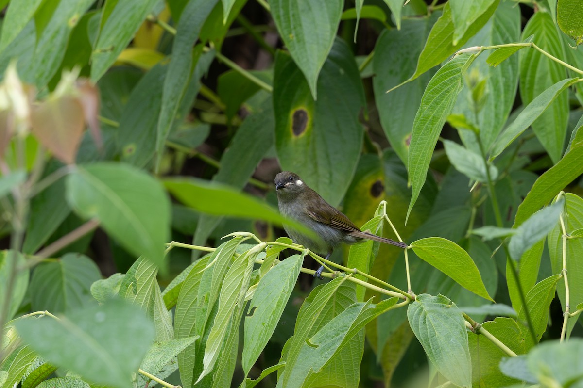 Forest Honeyeater - ML650406861