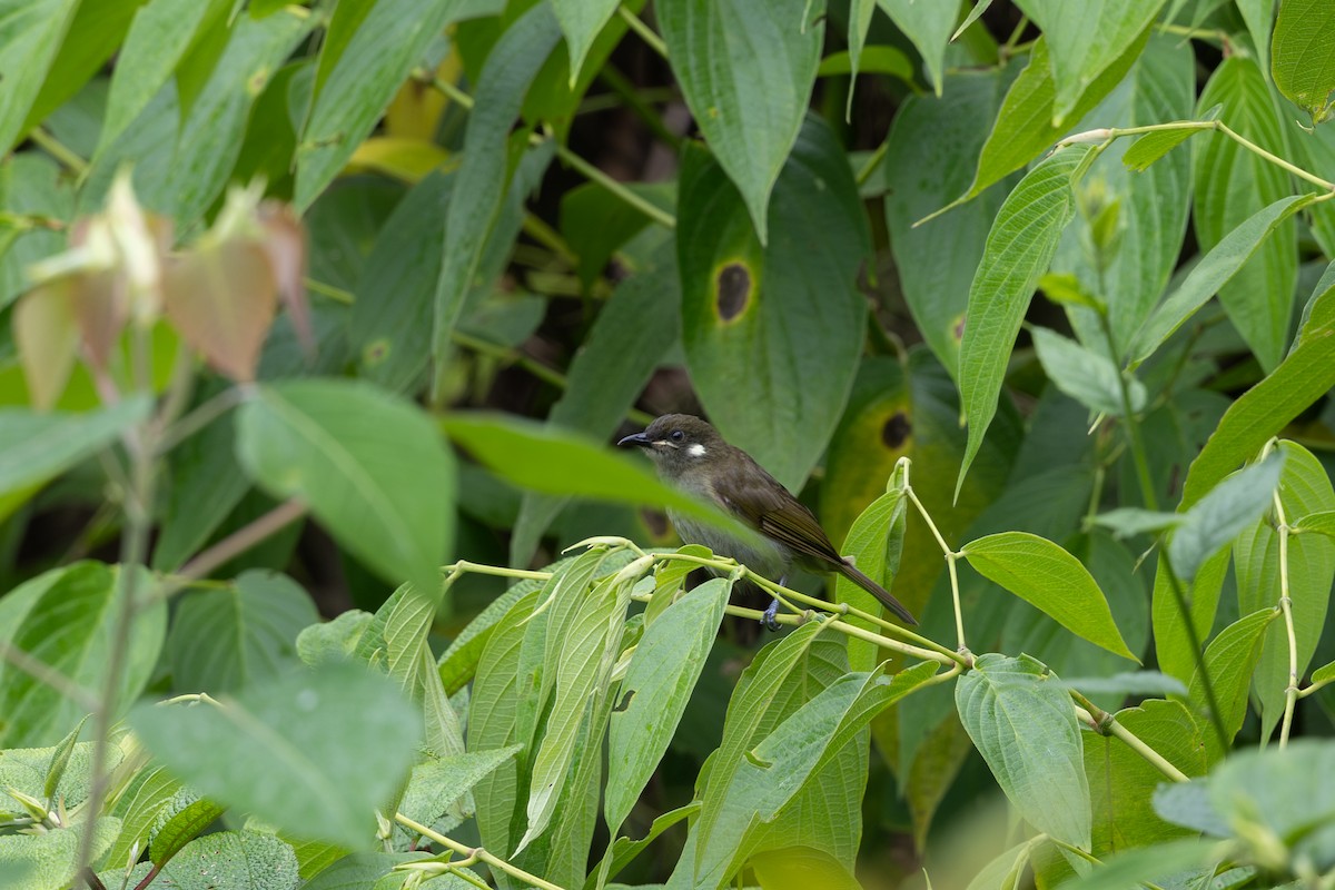 Forest Honeyeater - ML650406865