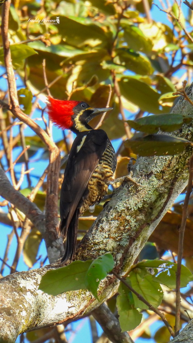 シマクマゲラ - ML650406912