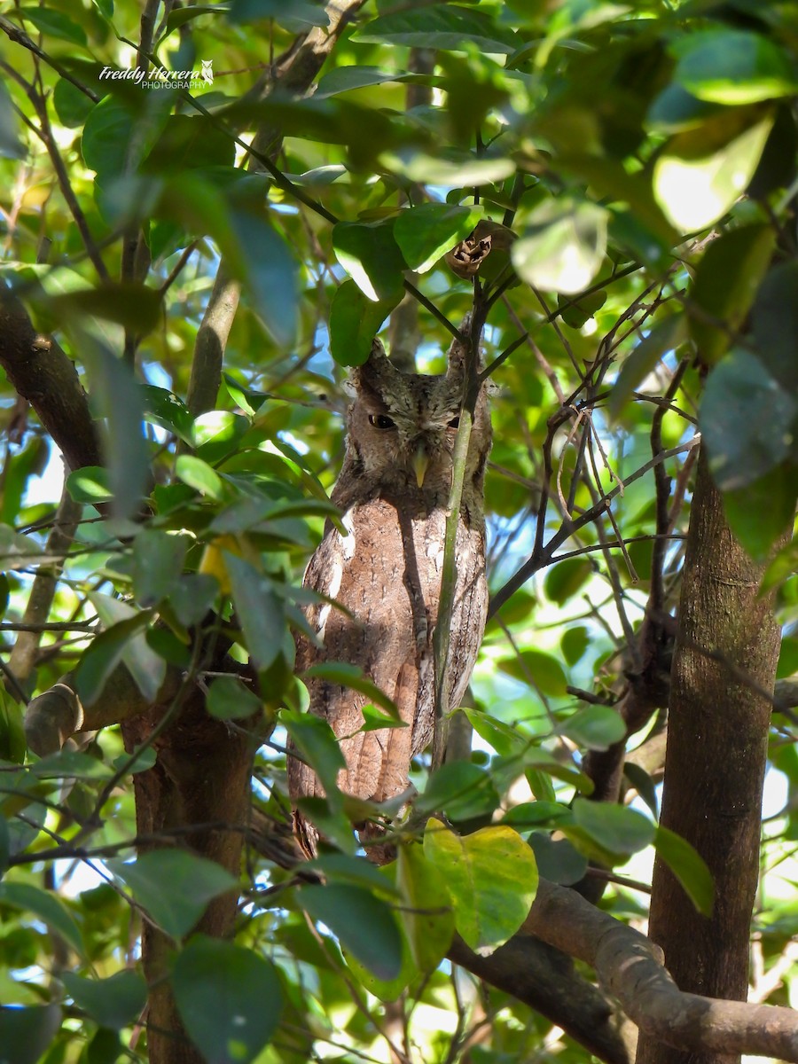 クーパーコノハズク - ML650407035