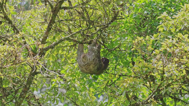 Trans-Andean Three-toed Sloth - ML650407114