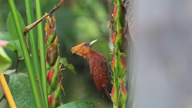 datel kaštanový - ML650407120