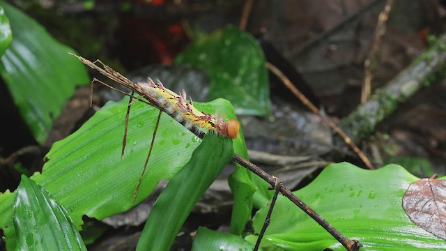 Common Morpho - ML650407140