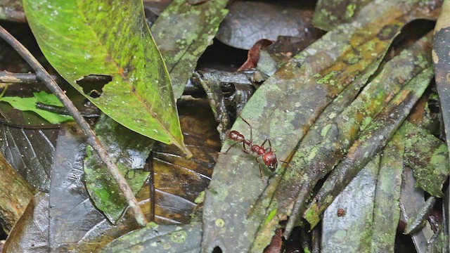 Bullet Ant - ML650407160