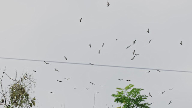 káně bělohrdlá - ML650407176