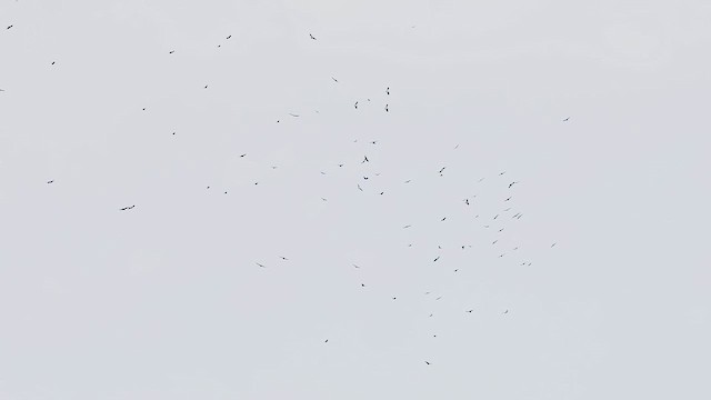 káně bělohrdlá - ML650407180