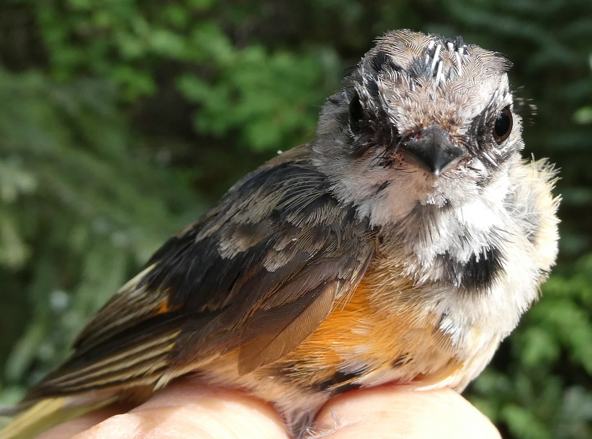 American Redstart - ML650407188