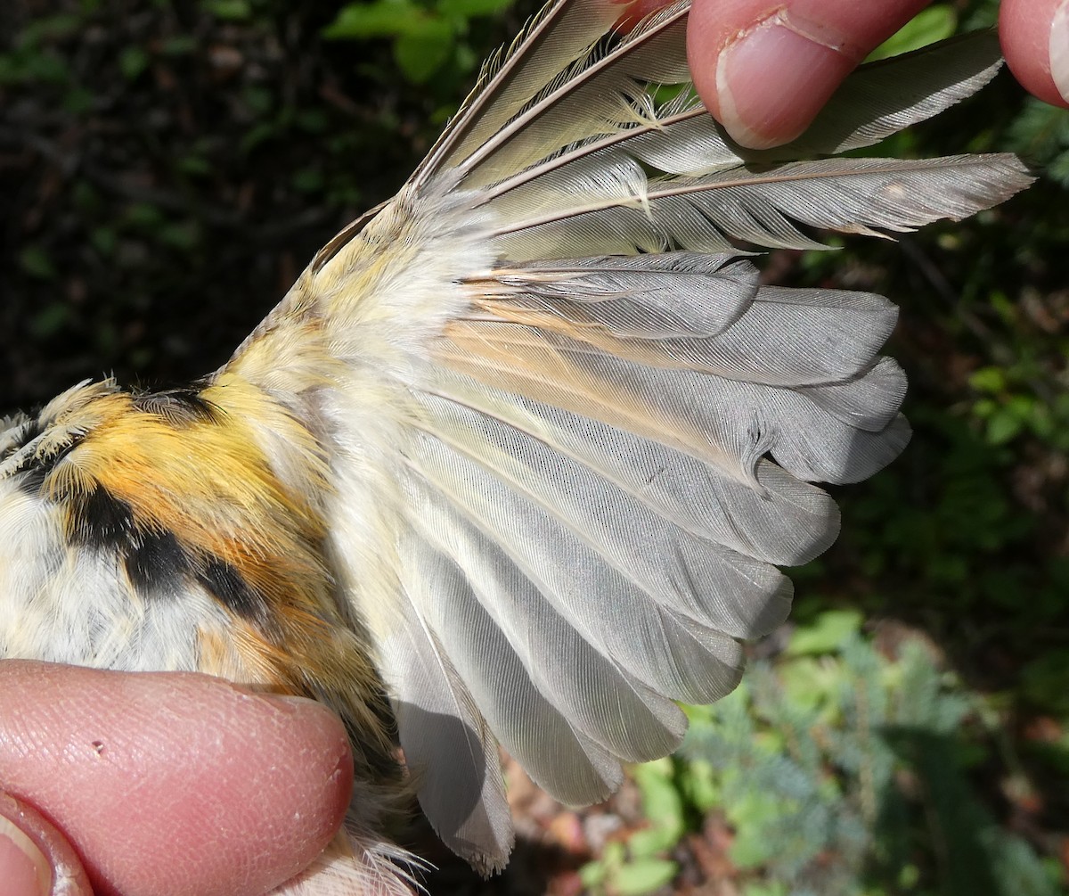American Redstart - ML650407189