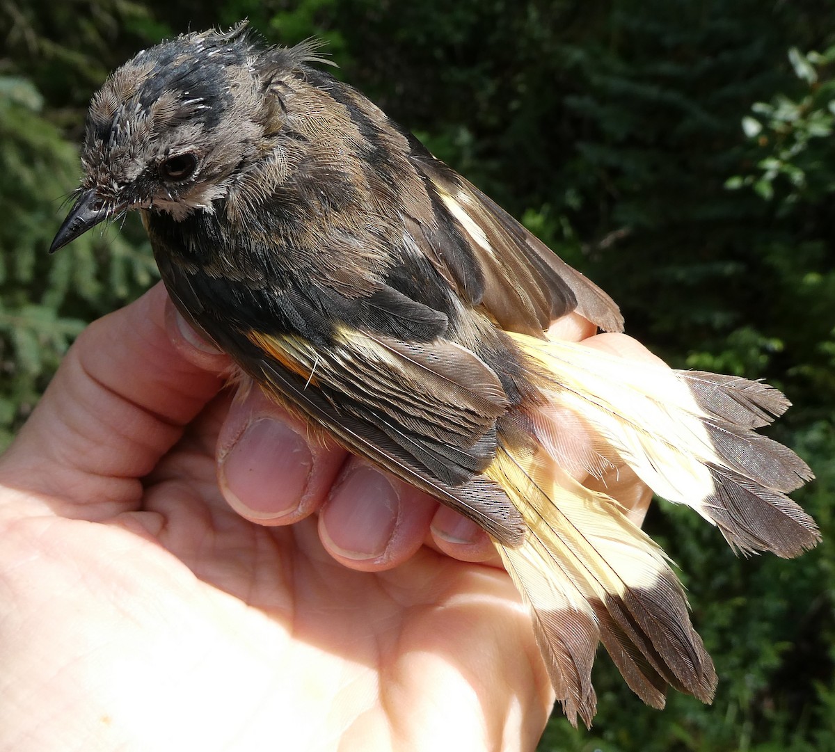 American Redstart - ML650407190