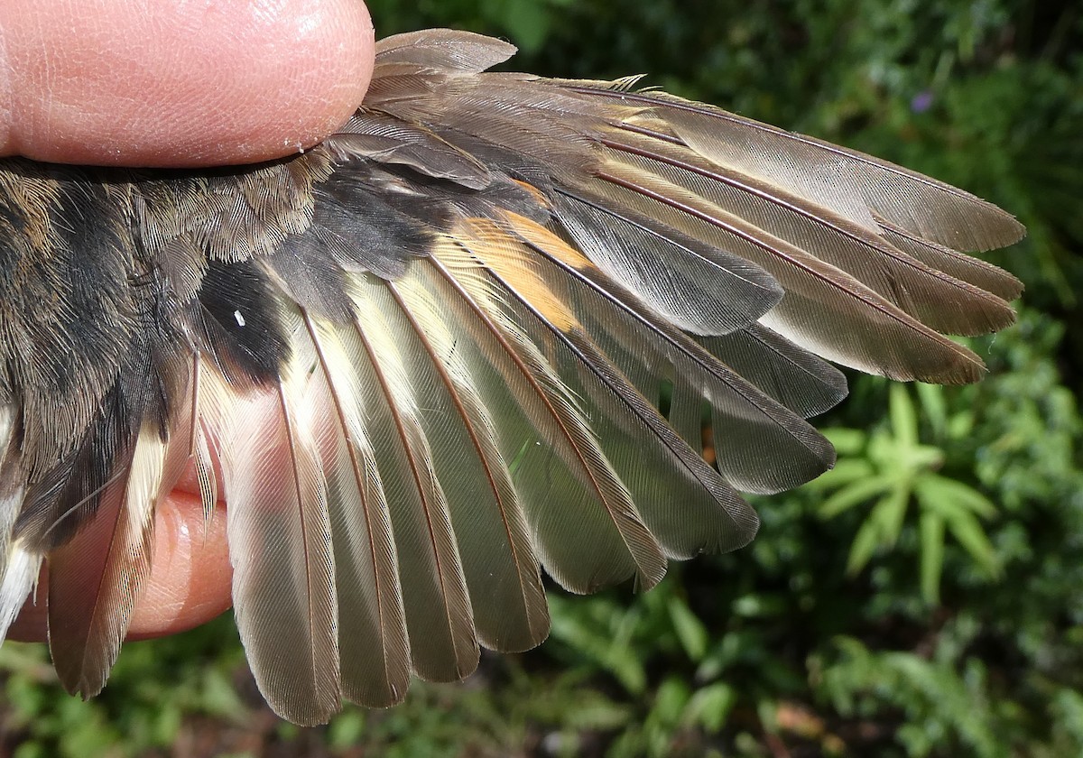 American Redstart - ML650407191