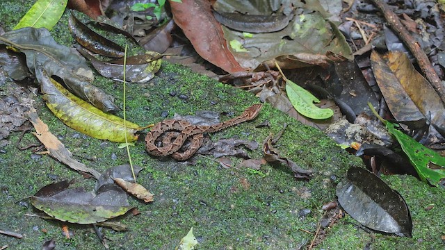 Terciopelo - ML650407198