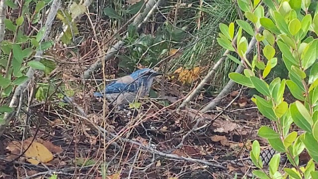 sojka křovinná - ML650407356