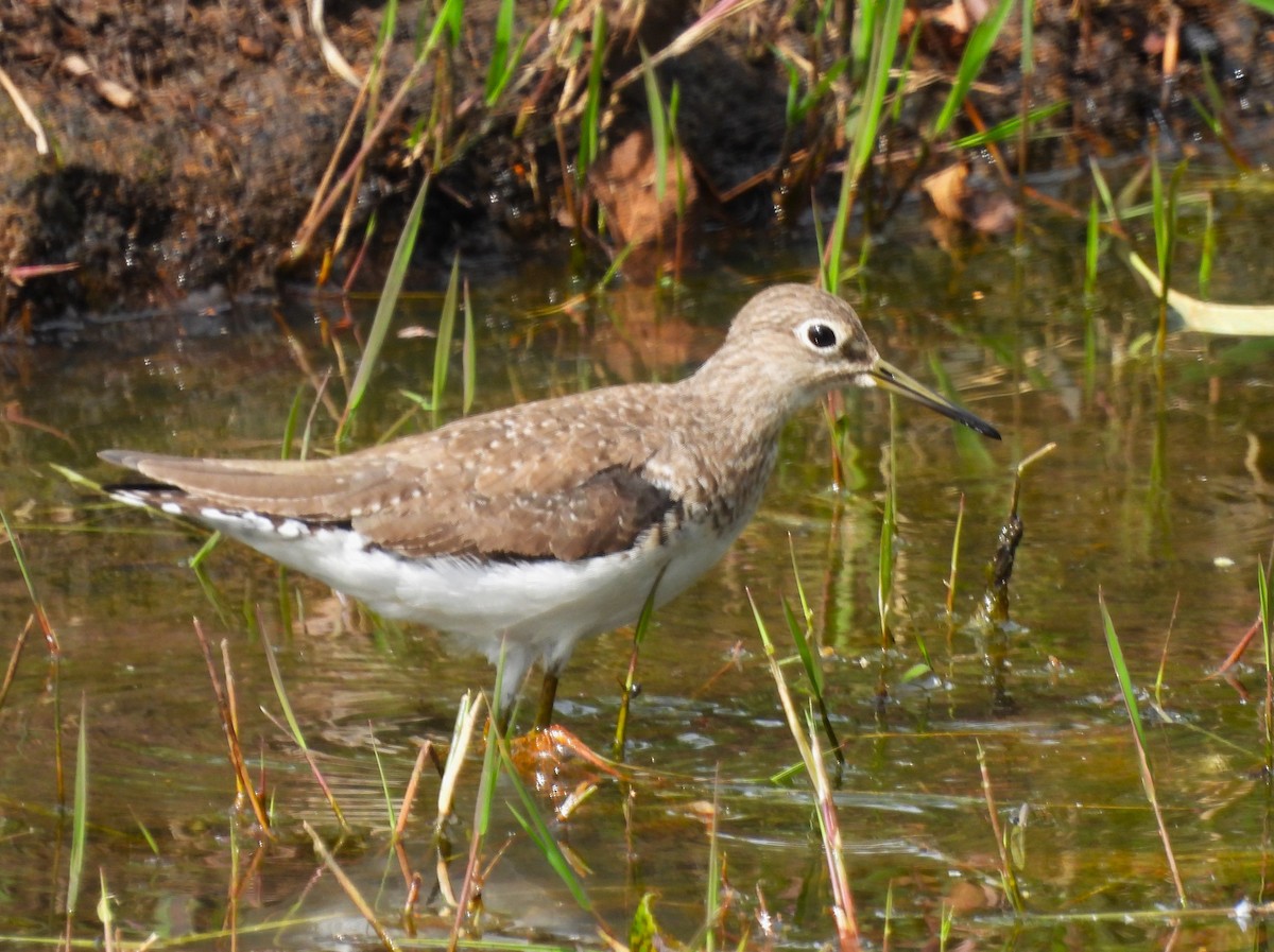 Einsiedelwasserläufer - ML650407384