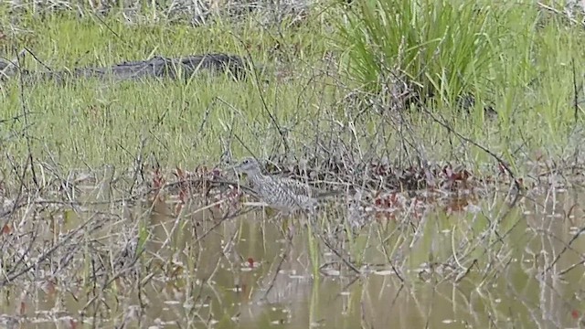 vodouš velký - ML650407481