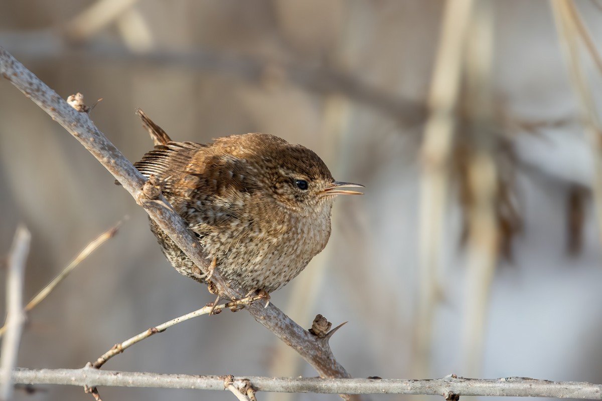 střízlík kanadský - ML650408043