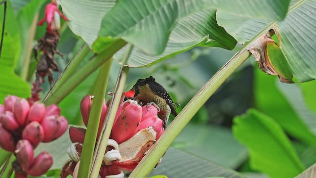 datel černolící - ML650408258