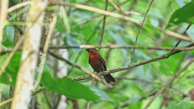Red-throated Ant-Tanager - ML650408259