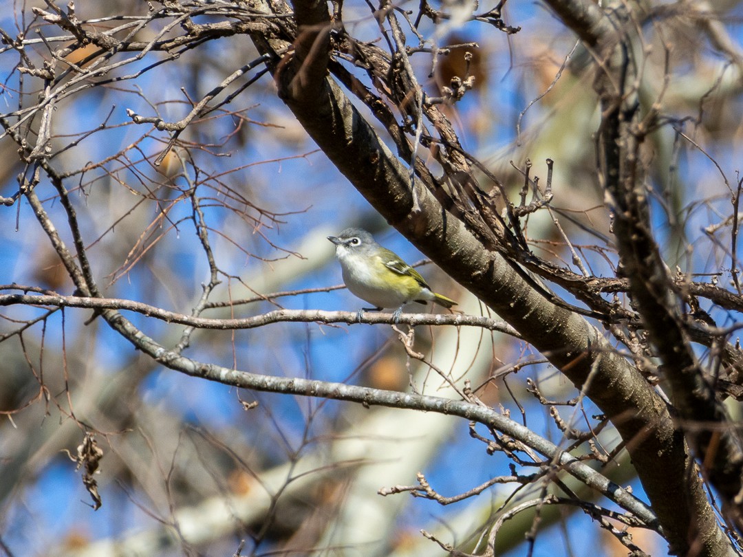 Віреон сизоголовий - ML650408305