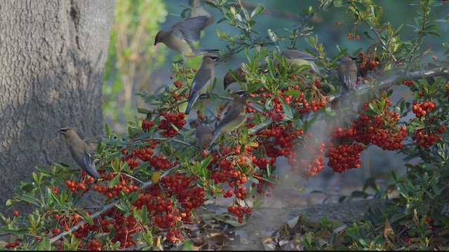 brkoslav americký - ML650408332