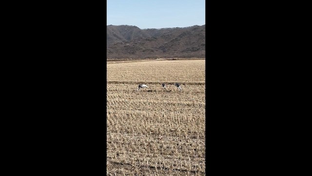 jeřáb červenolící - ML650408354