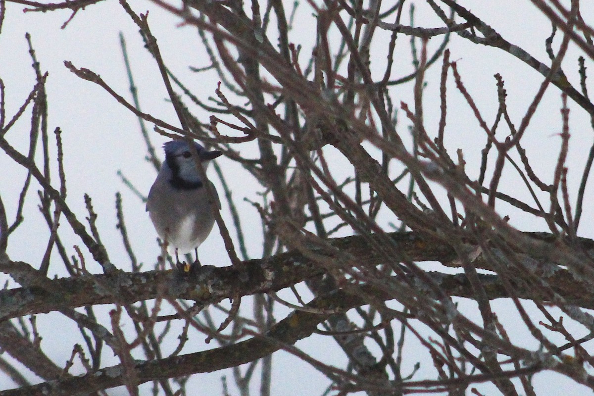 Chara Azul - ML650408420