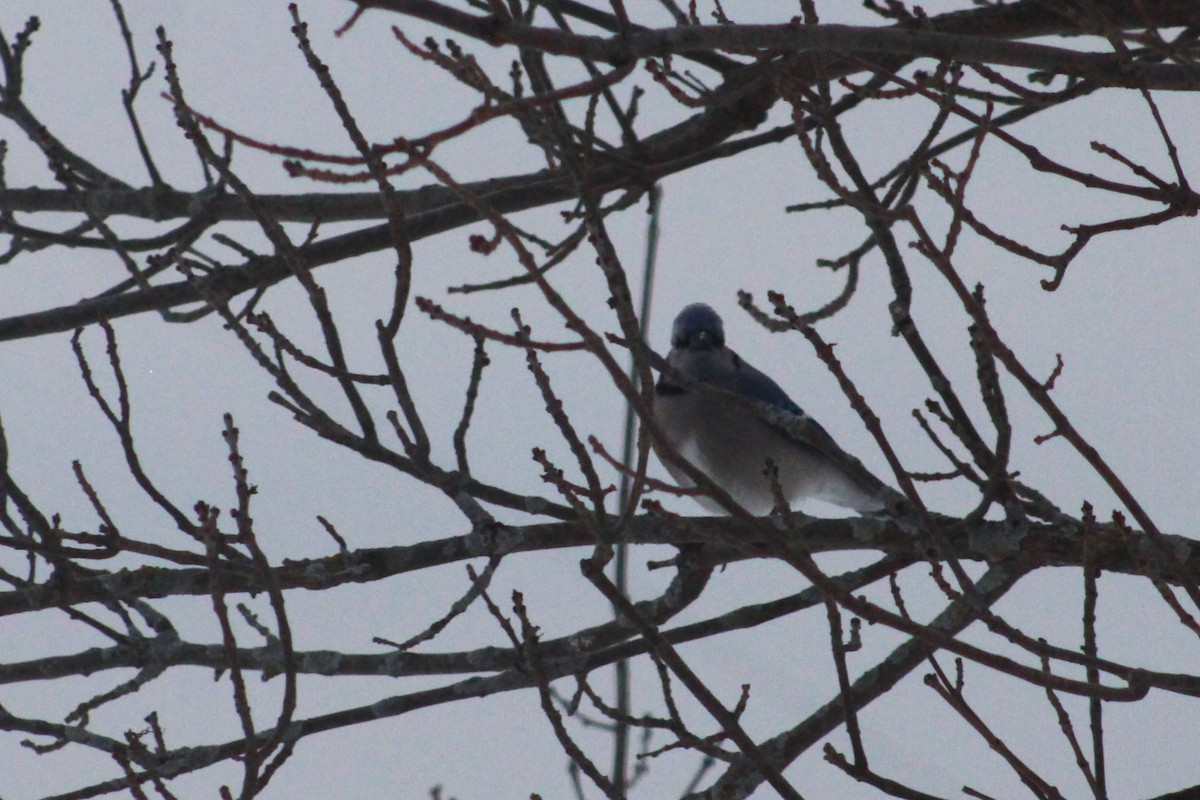 Chara Azul - ML650408422