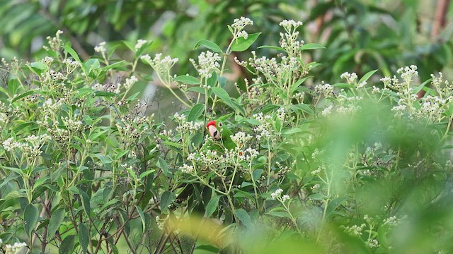 aratinga rudočelý - ML650408448